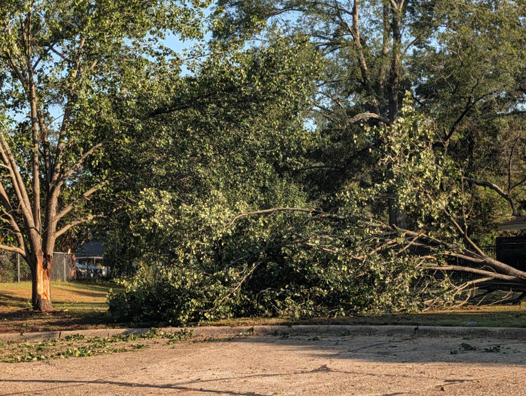 Storm damages homes, uproots trees in Texarkana
