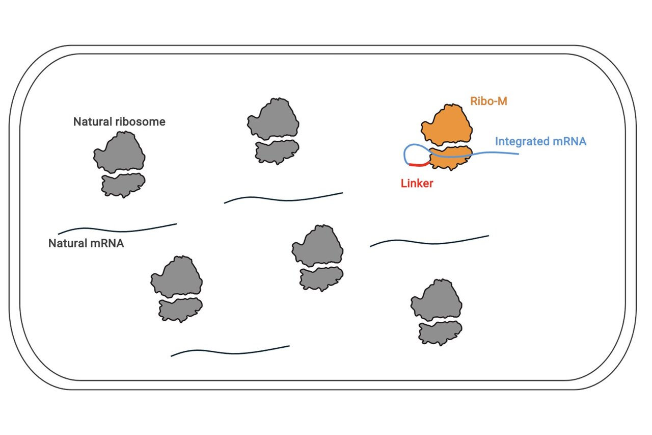 Researchers rewire ribosomes to specialize in one protein