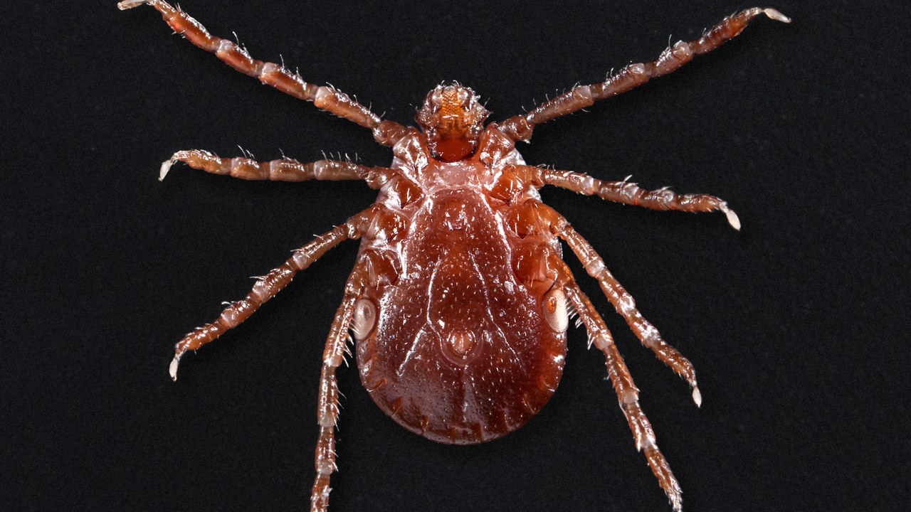 A newly named tick virus killed 7 of 38 patients who caught it ...