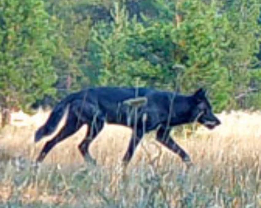 California confirms rare sighting of gray wolf in Mendocino National Forest