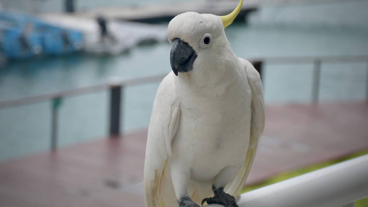 Cockatoo's mind is blown after learning 'bird' friend is a turtle