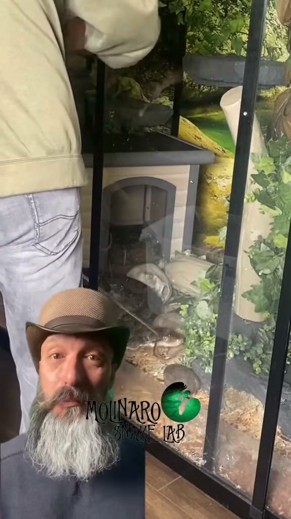 Cleaning my gigantic reticulated python enclosure!