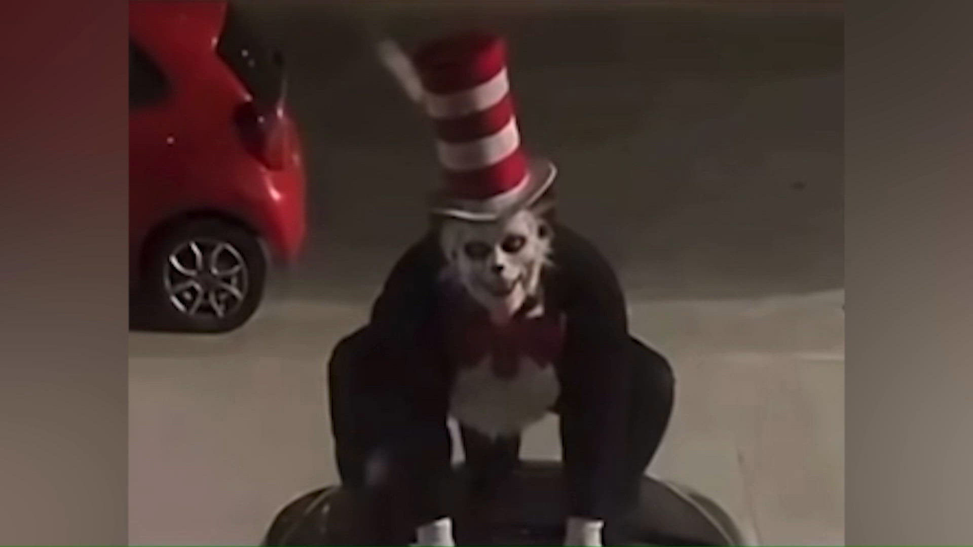 'Cat in the Hat' social media trend drawing concern from several North ...