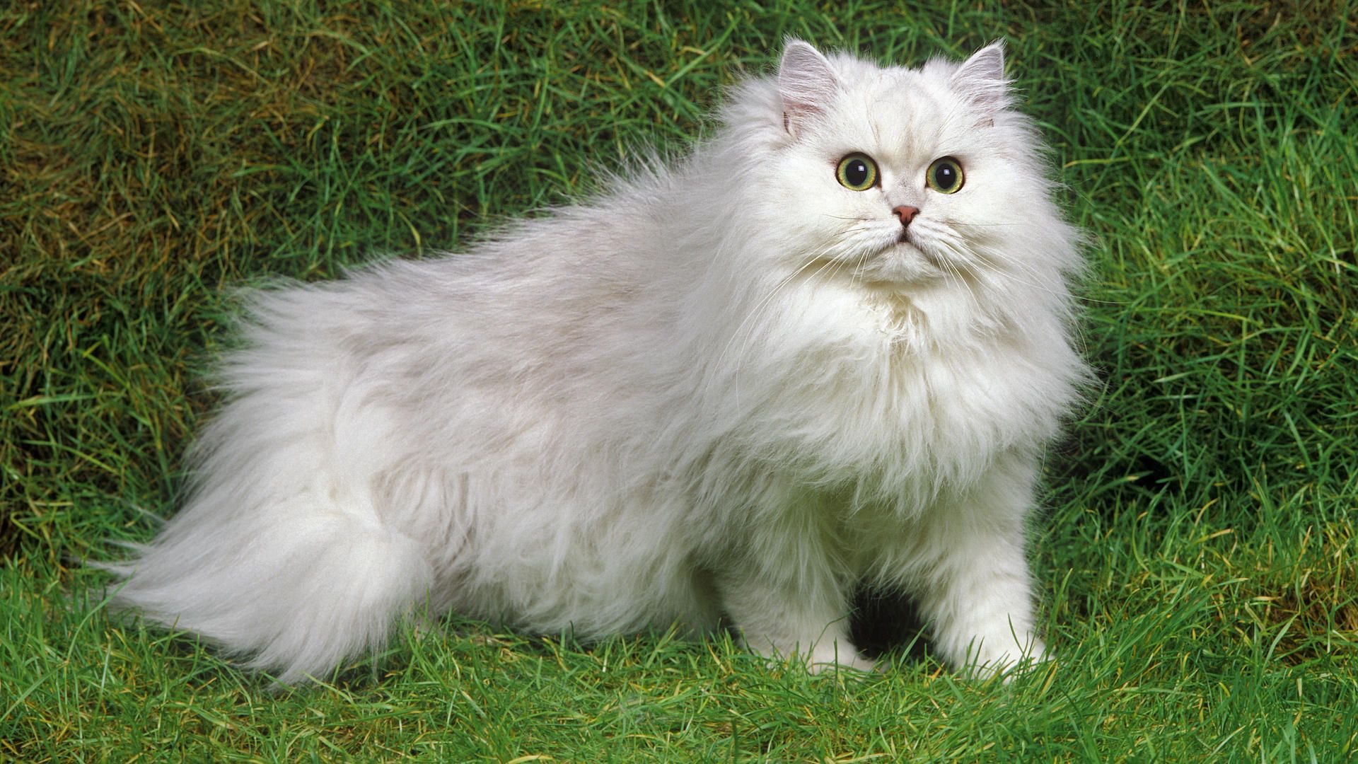Reasons to love Persian cats