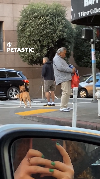 Canine co-pilot a unique training method