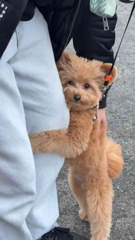 Barney the Pomapoo shares a sweet outdoor hug with dad
