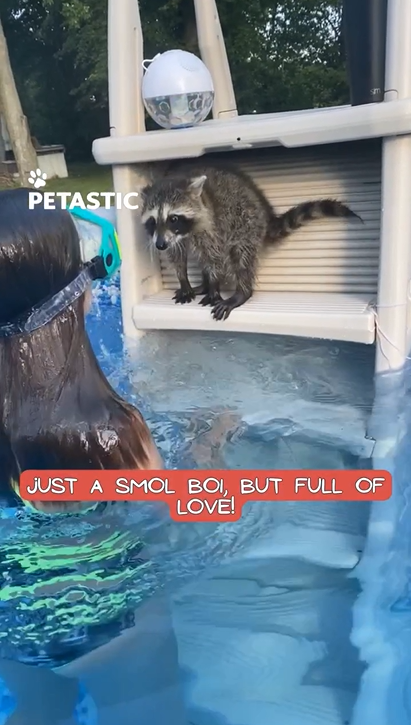 Tiny raccoon exhibits remarkable compassion towards his sister