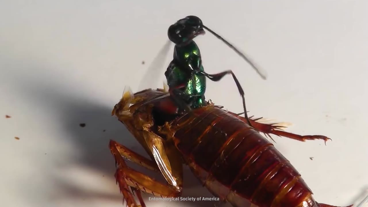 This wasp stings a cockroach in the brain - then takes control of its mind