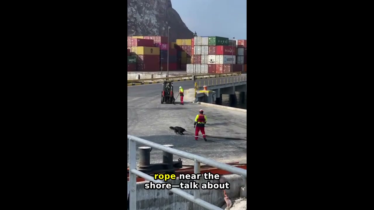 Dog helps pull rope by the shore in Arica, Chile