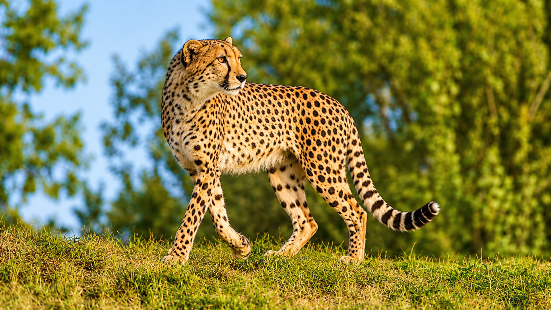 Gepard durchsucht das Grasland beim Gehen vor der Wildkamera