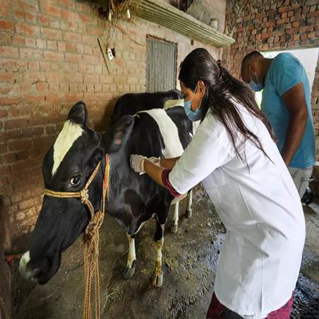 DAHD strengthens surveillance, vaccination and disease-control measures ...