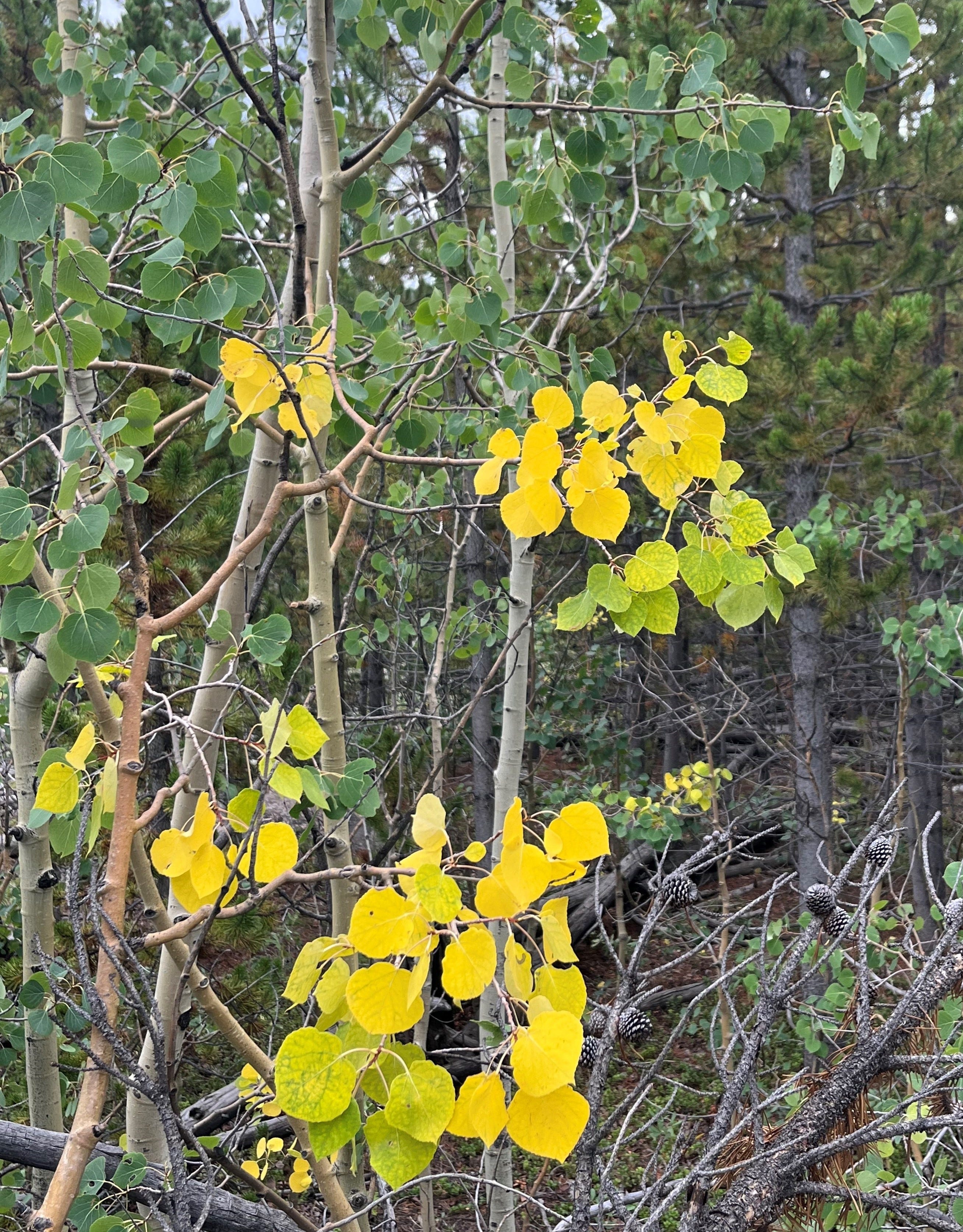 Colorado fall color planning guide: Peak viewing times, top drives