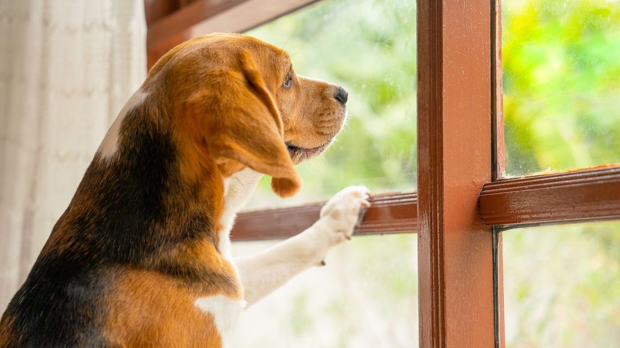 The four-hour rule dog owners are being urged to follow this September