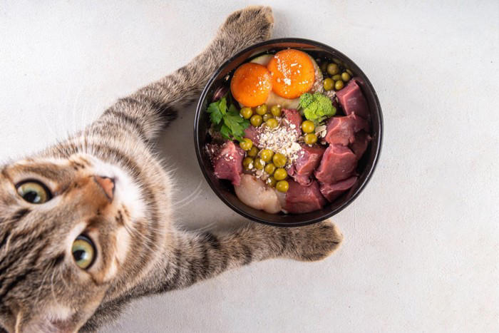 愛猫の『食性』を理解するための5つのポイント 猫にとっての理想のご飯や健康的な食生活を送るコツ