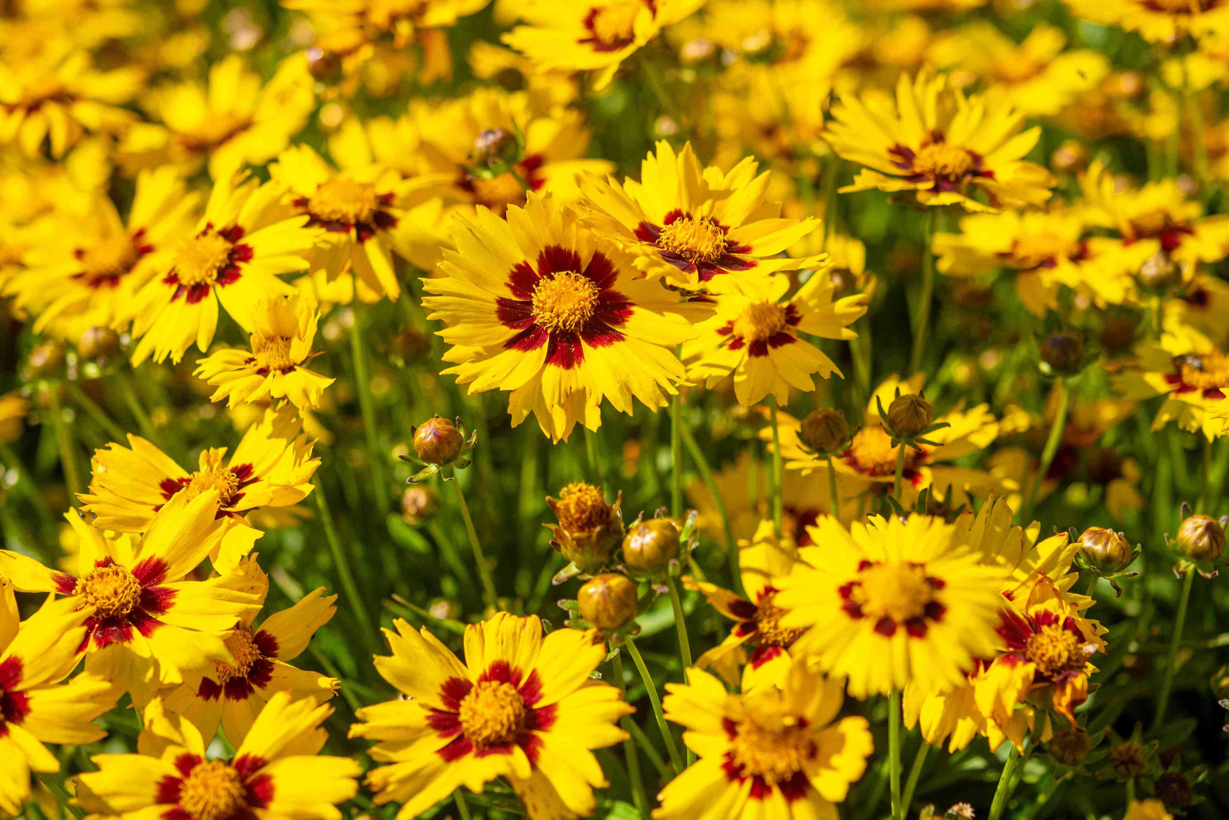 This One Fall Garden Task Will Give You Twice As Many Plants Next Year 