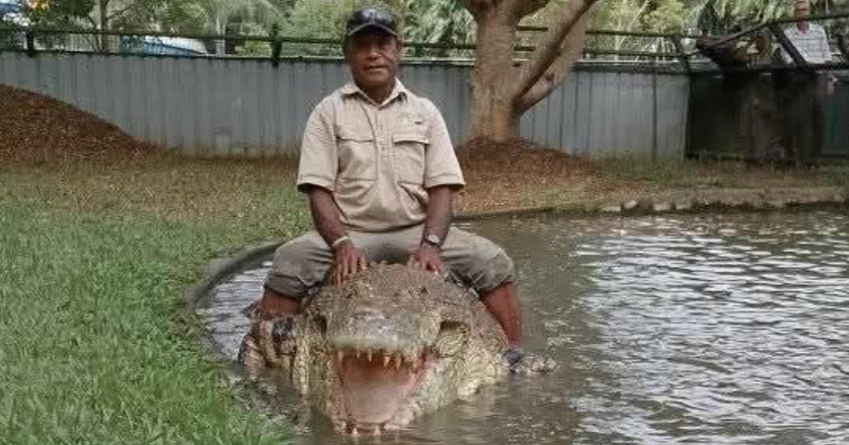 Chilling footage shows crocodile handler dragged underwater at park in ...