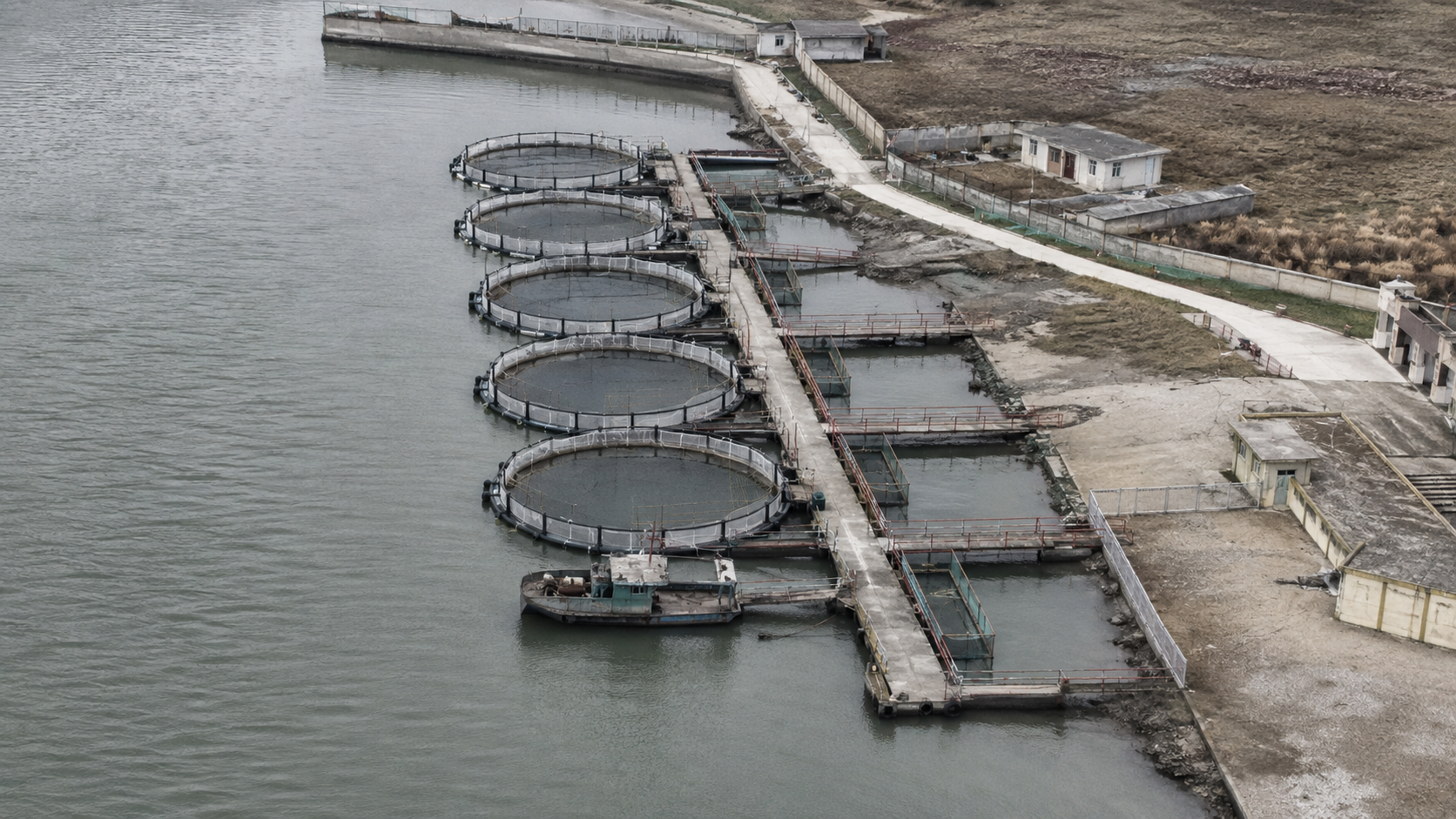 North Korea’s dolphin war program