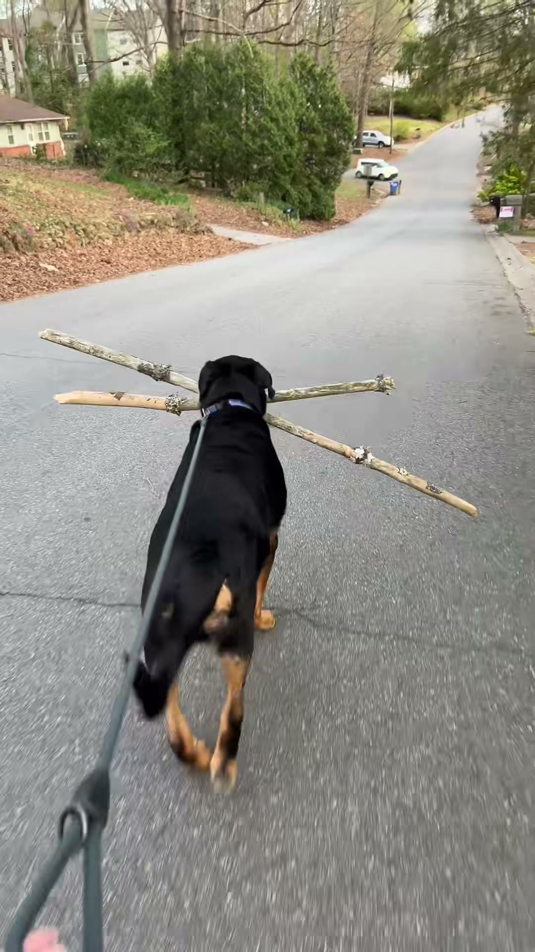 Why Enzo loves bringing sticks home from his walks