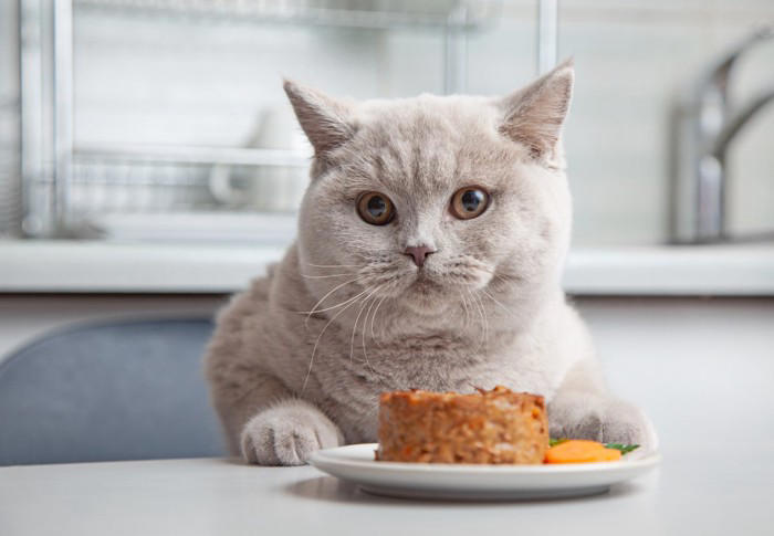 愛猫の『食性』を理解するための5つのポイント 猫にとっての理想のご飯や健康的な食生活を送るコツ