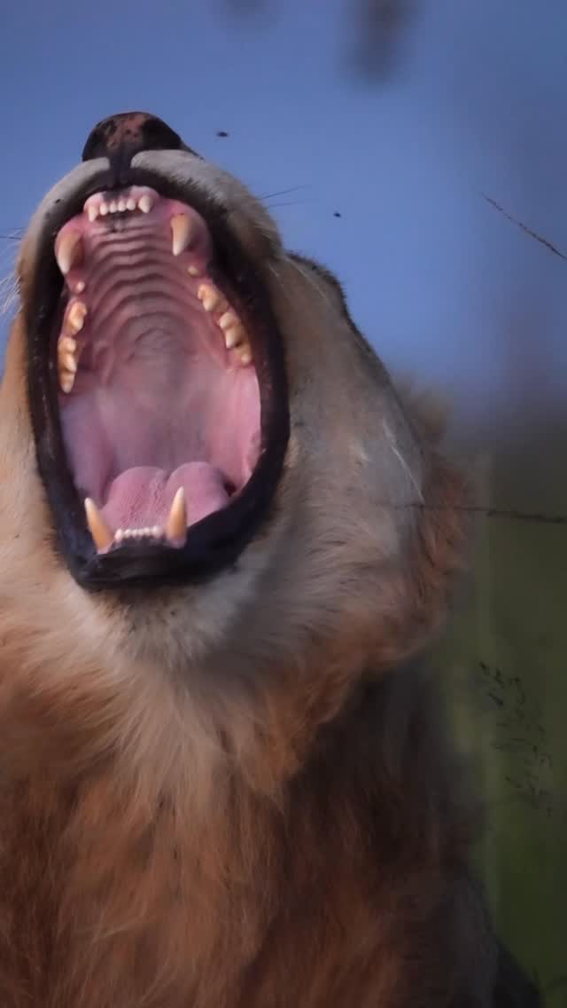 A close up moment with a majestic wild animal