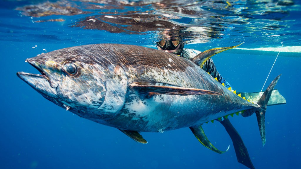 The line went tight... then a 182-lb monster took control