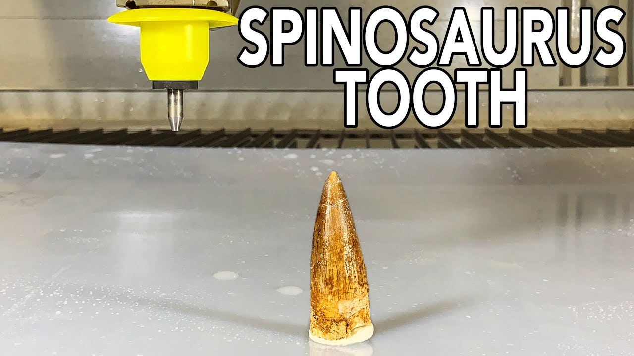 eBay dinosaur tooth - real or fake? | Fossil cross section