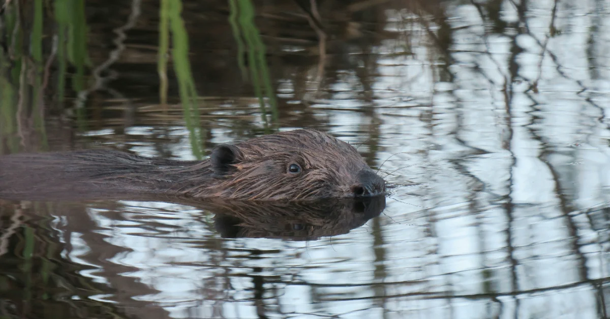 Beaver dams store millions of gallons of water. Could the rodents help ...