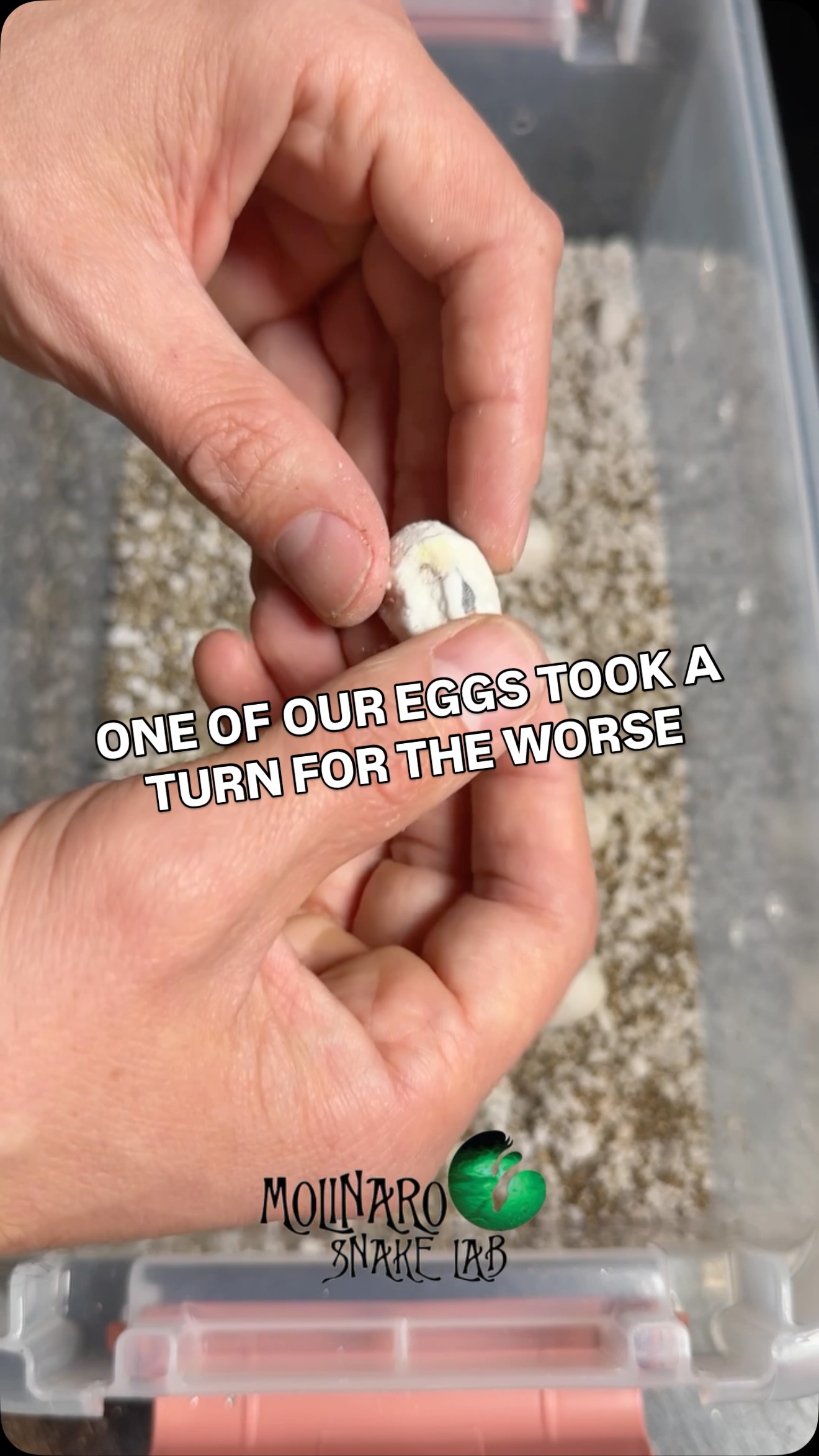a-corn-snake-eggs-took-a-turn-for-the-worse