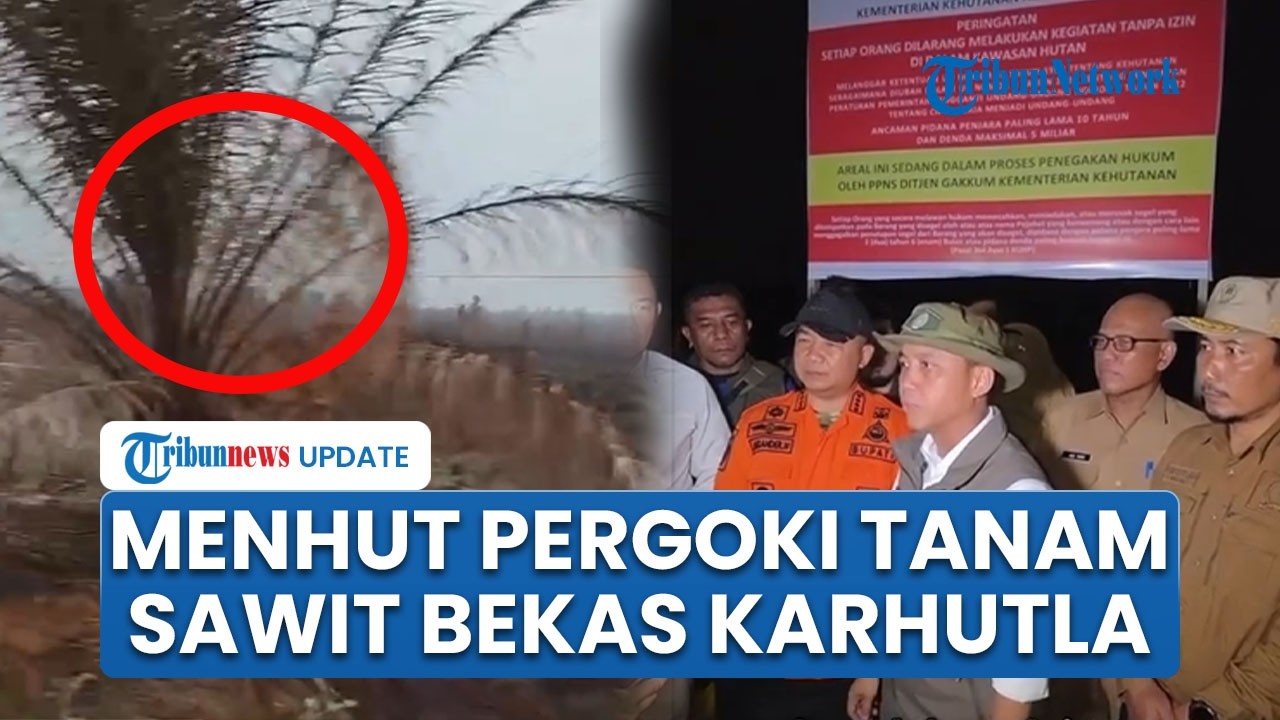 Raja Juli pergoki persiapan tanam sawit di lahan yang baru padam dari ...