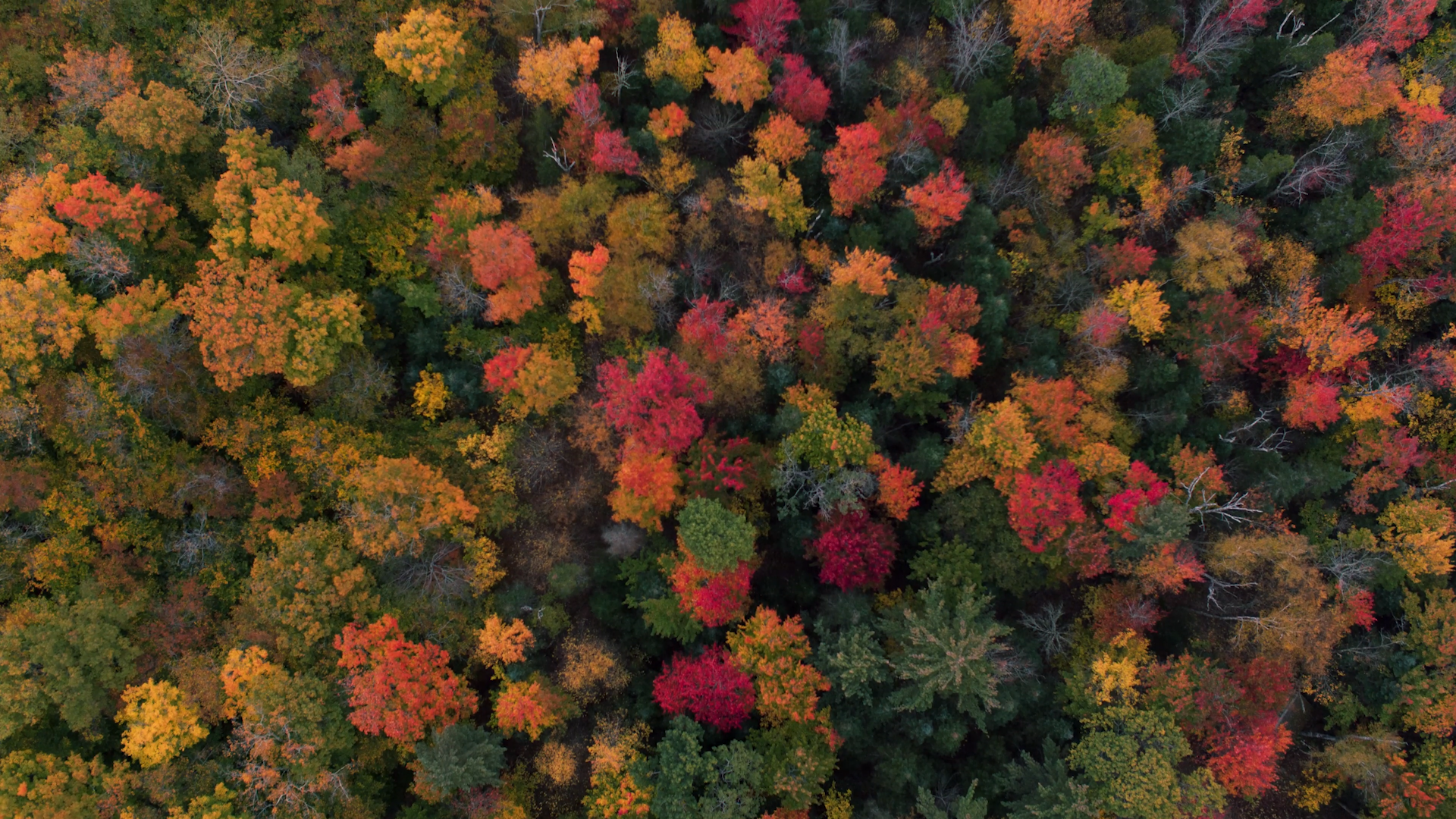 Stunning aerial footage captures fall at its most beautiful