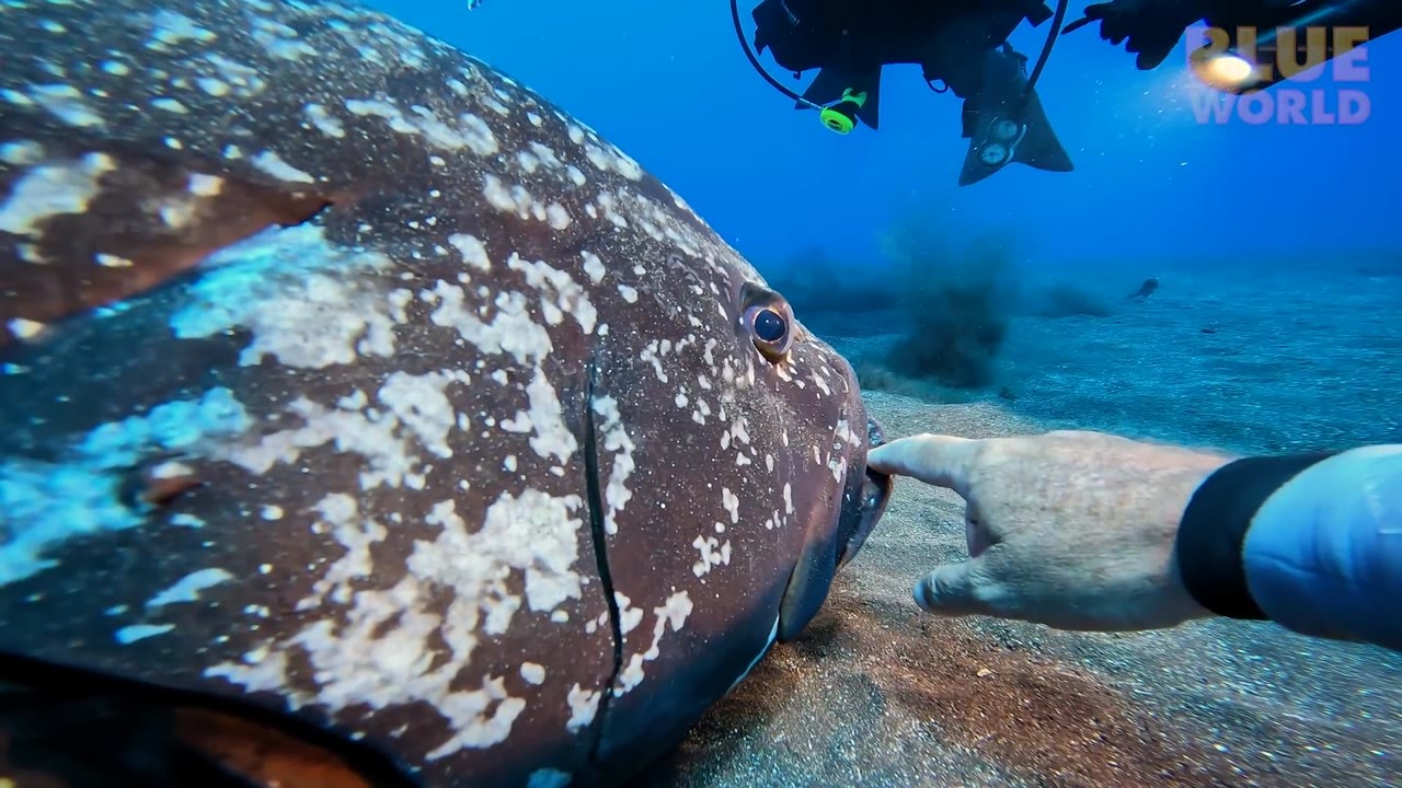 This wild grouper lets divers rub his head, chin and even his gums ...