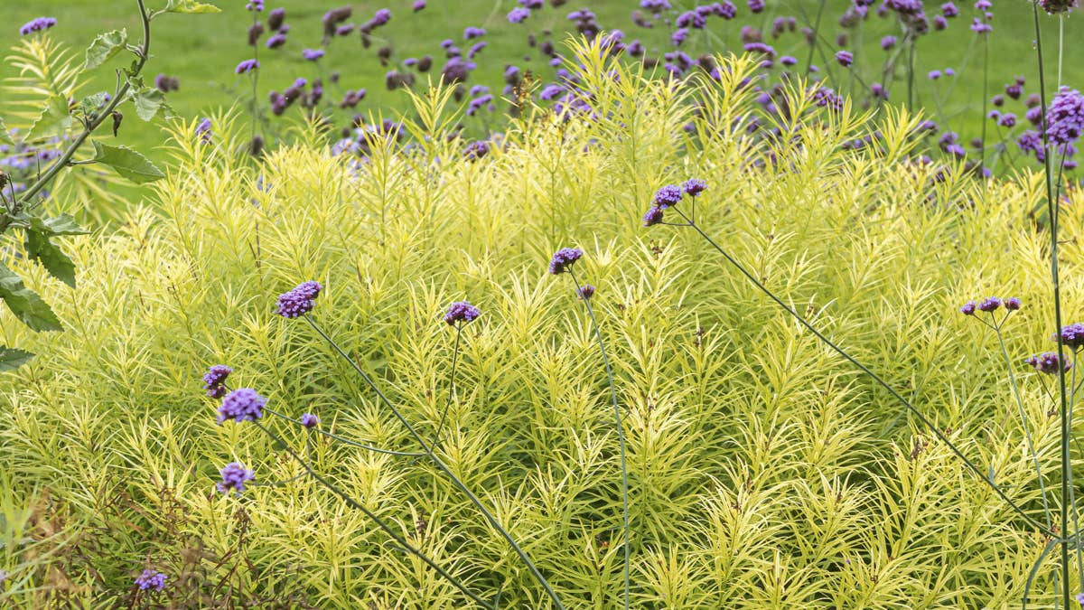 Landscape designers swear by these 7 plants for gorgeous fall texture