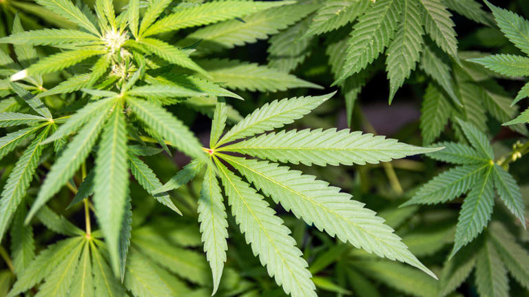 US government issues marijuana travel warning