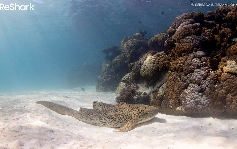How to enhance ocean health and resilience with marine rewilding