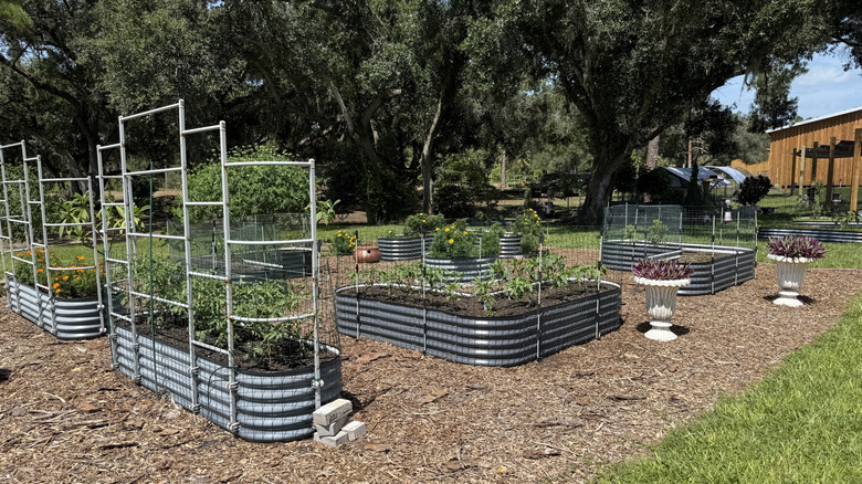 Stop making these beet growing mistakes for a better garden harvest