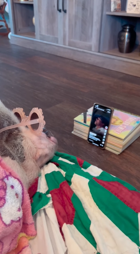 Cute pig has a funny sunglasses moment