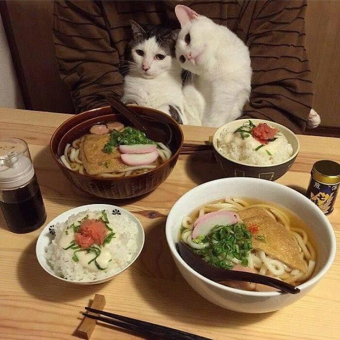 Amusing cat photos that show cats doing what they do best