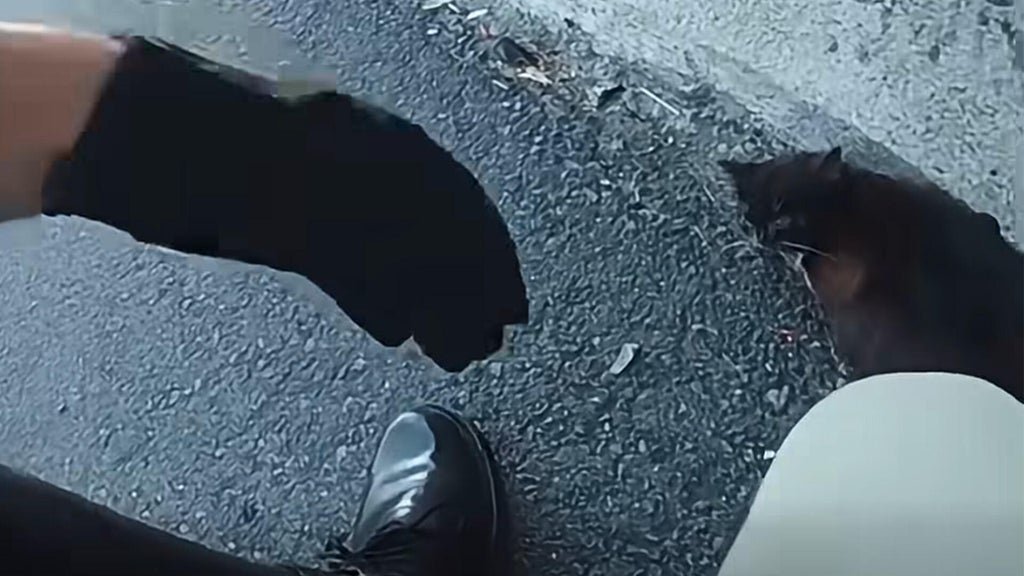 Video shows CHP officer rescue kitten from busy Sacramento freeway