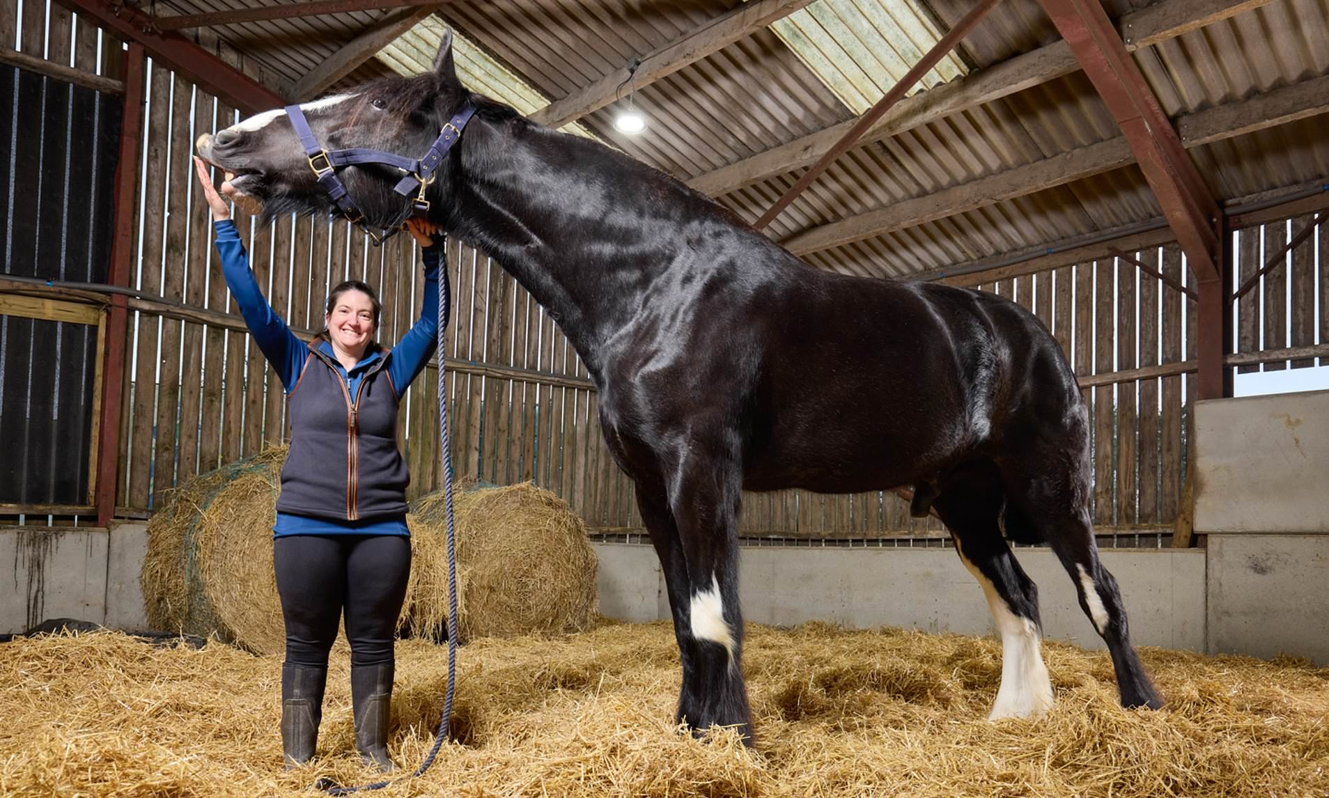 That's neigh bother! Britain claims two equine firsts in Guinness World Records