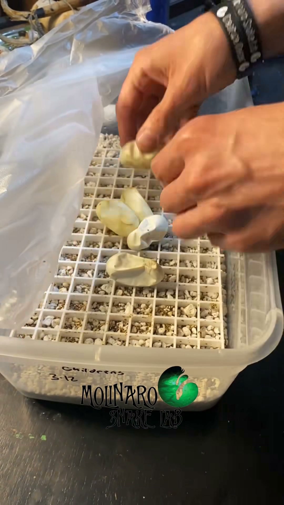 Hatching a Children’s Pythons!