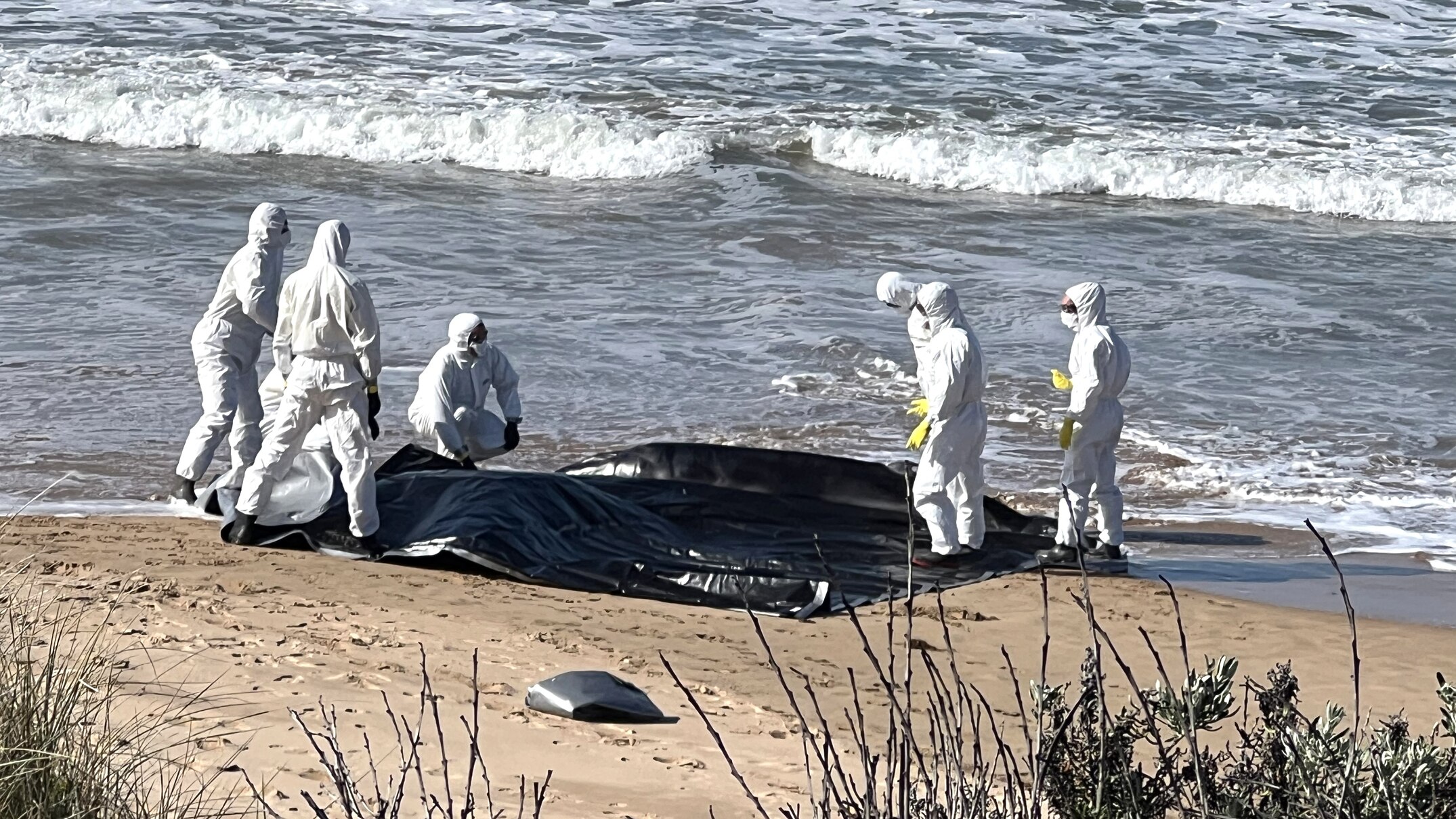 Dead juvenile whale washed up on Victor Harbor beach to be tested for bird flu