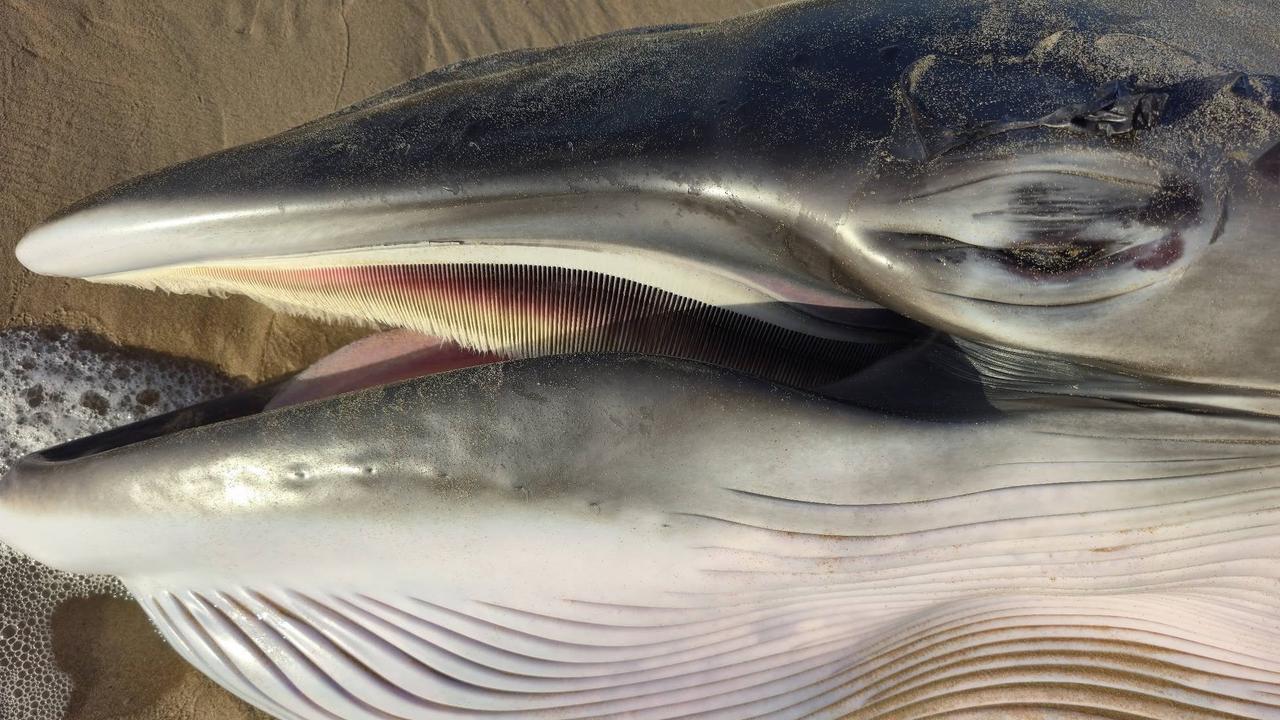 New details emerge on whale death