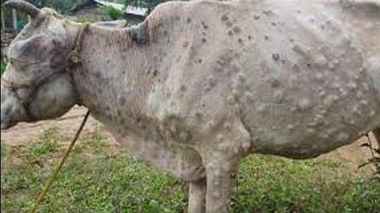 Haryana issues lumpy skin disease advisory as suspected cases emerge