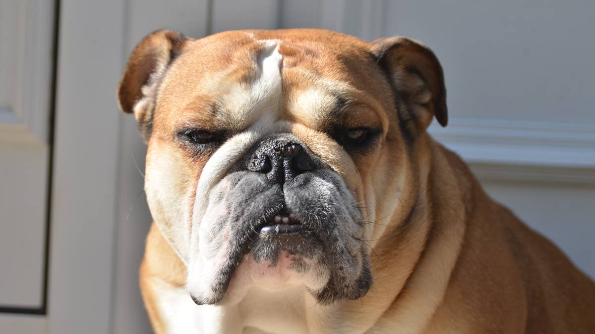 Bulldog blames mom for rain in cute clip