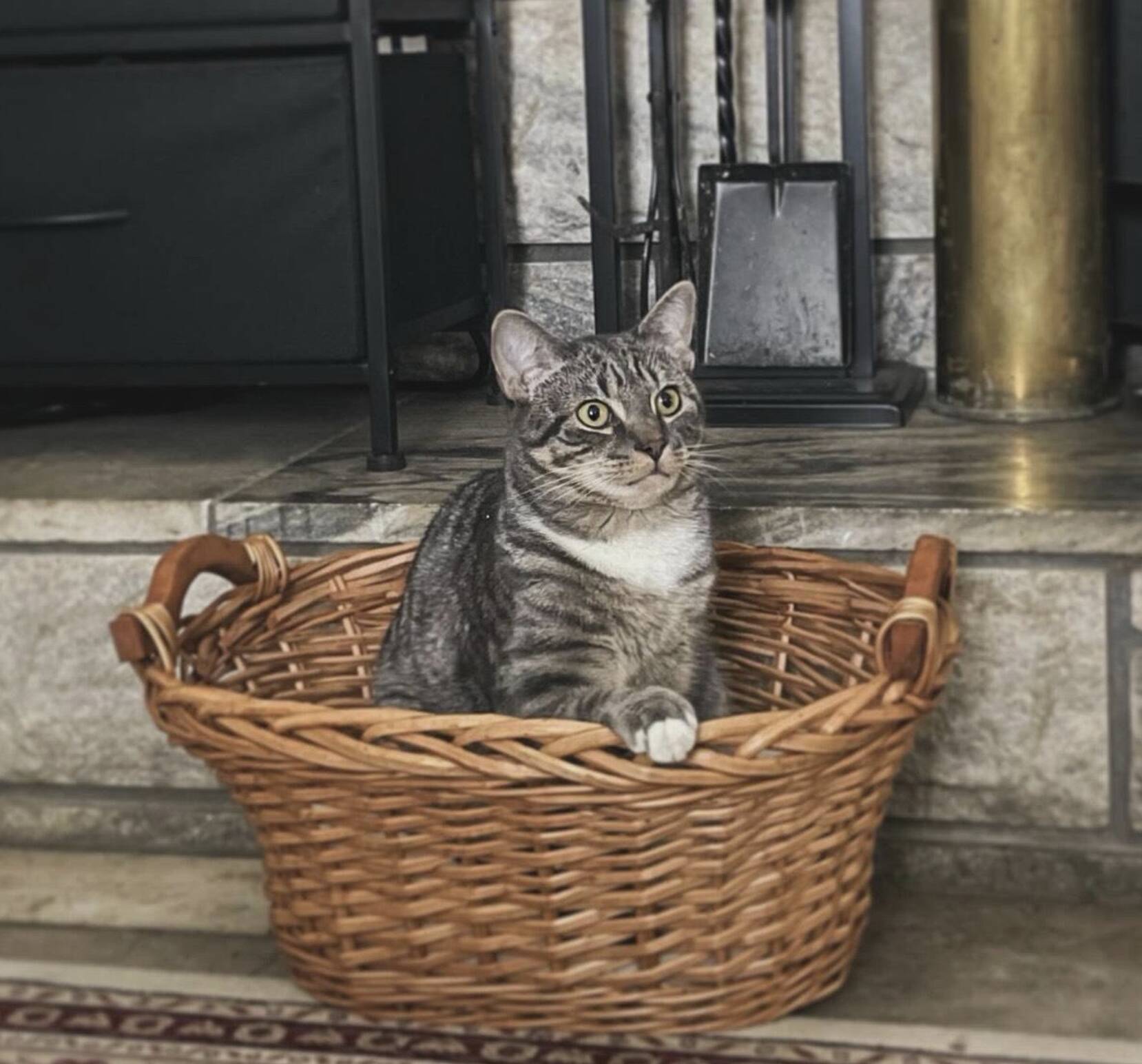 Cat keeps getting sick, then vet finds 35 of the same everyday item in his stomach