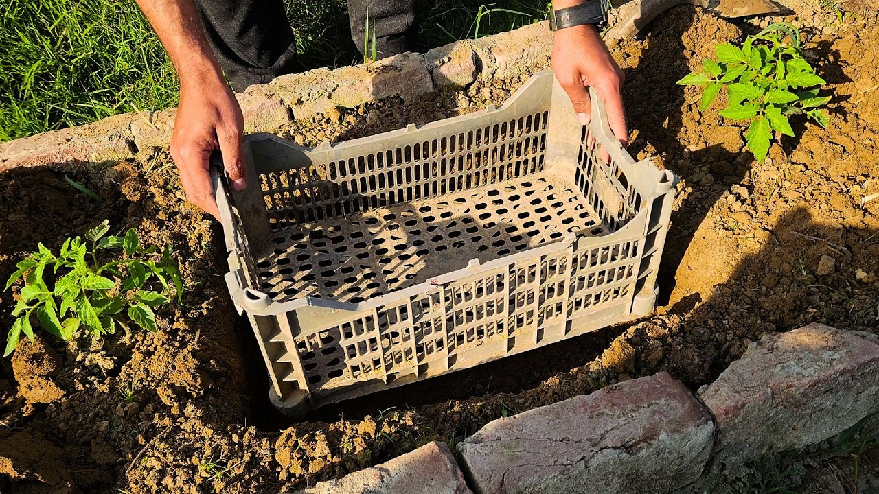 How to build a simple worm farm for your garden