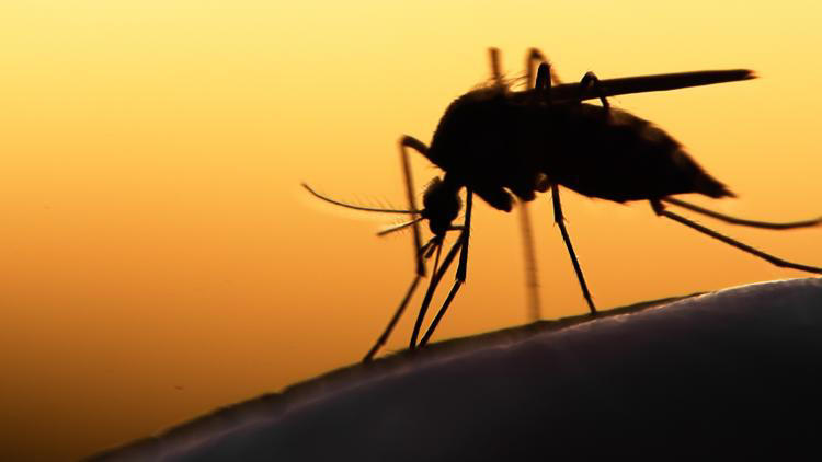Dengue fever cases near 300 across Tampa Bay: See county-by-county numbers