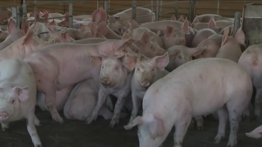 Rep. Hinson's Save Our Bacon Act divides Iowa farmers