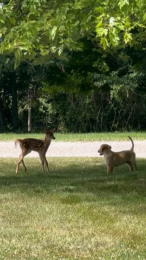 Pup befriends fawn playing in front yard
