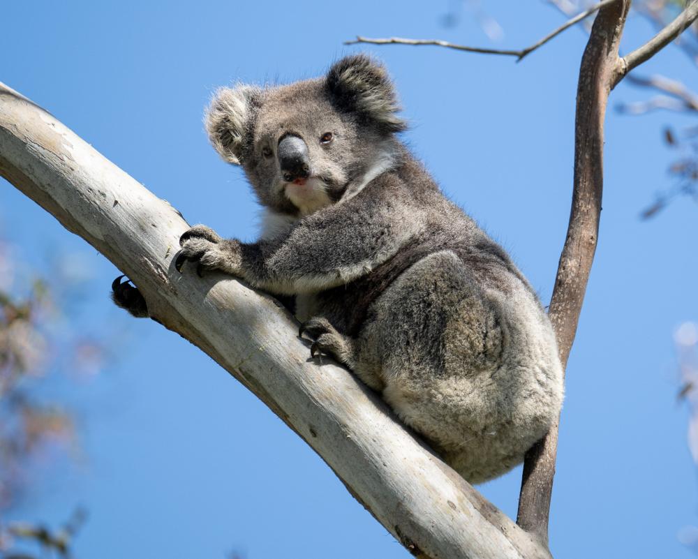 Victoria's koalas in chronically poor health and population is half what was previously estimated